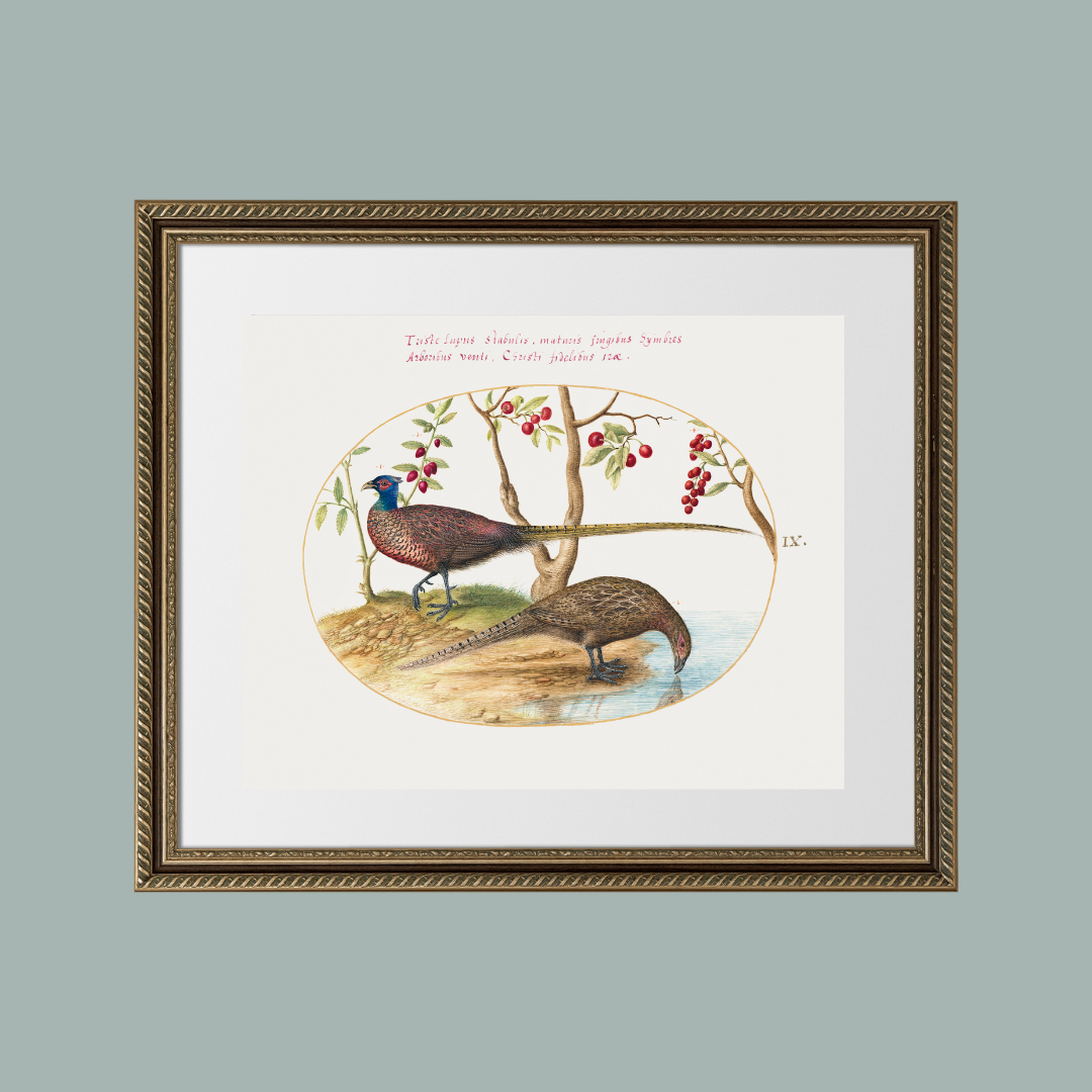 16th c. Two Pheasants with Fruiting Plants Antique Art Print