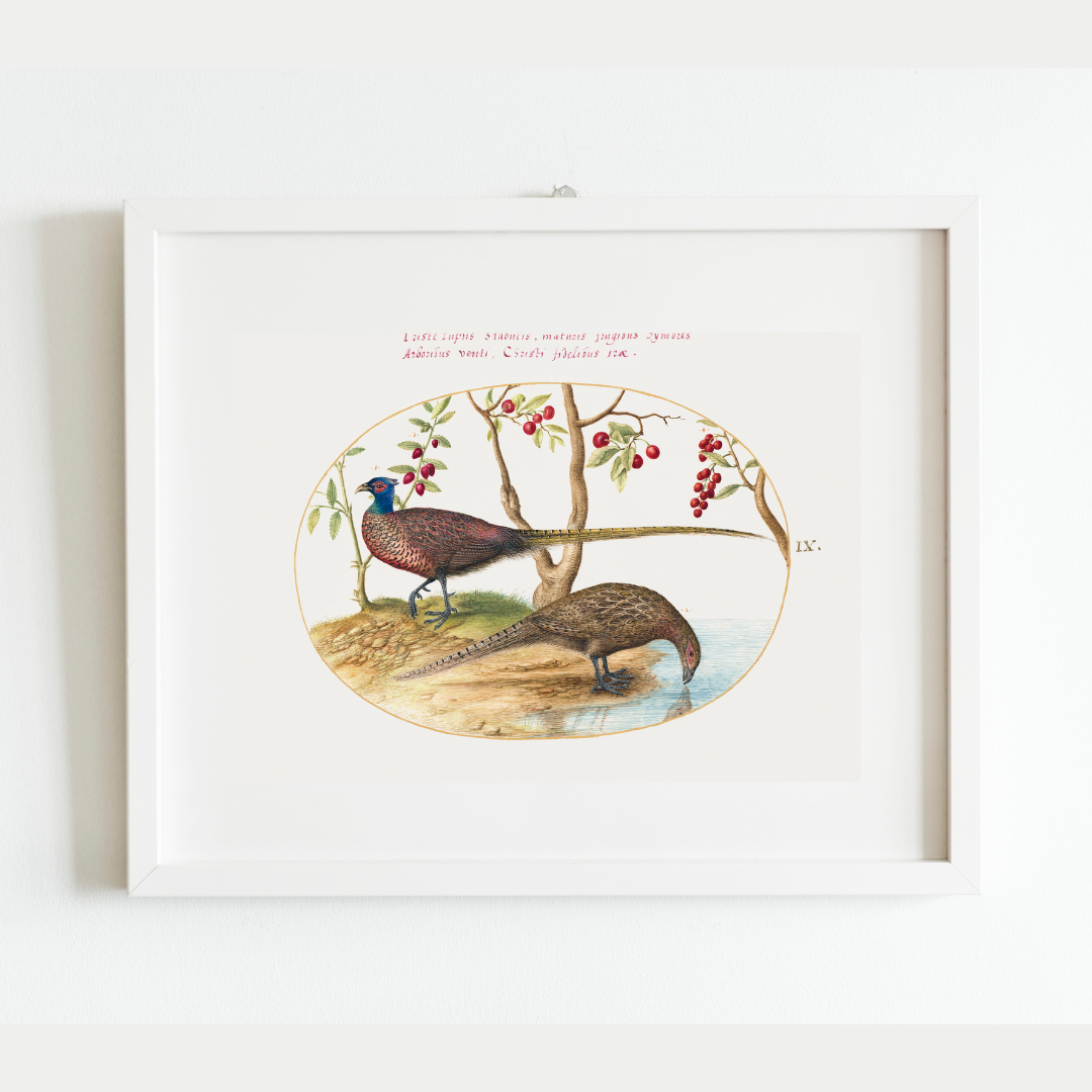 16th c. Two Pheasants with Fruiting Plants Antique Art Print