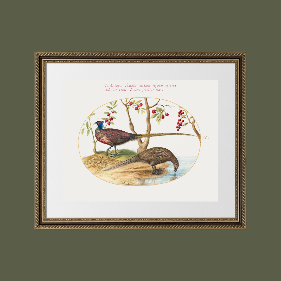 16th c. Two Pheasants with Fruiting Plants Antique Art Print