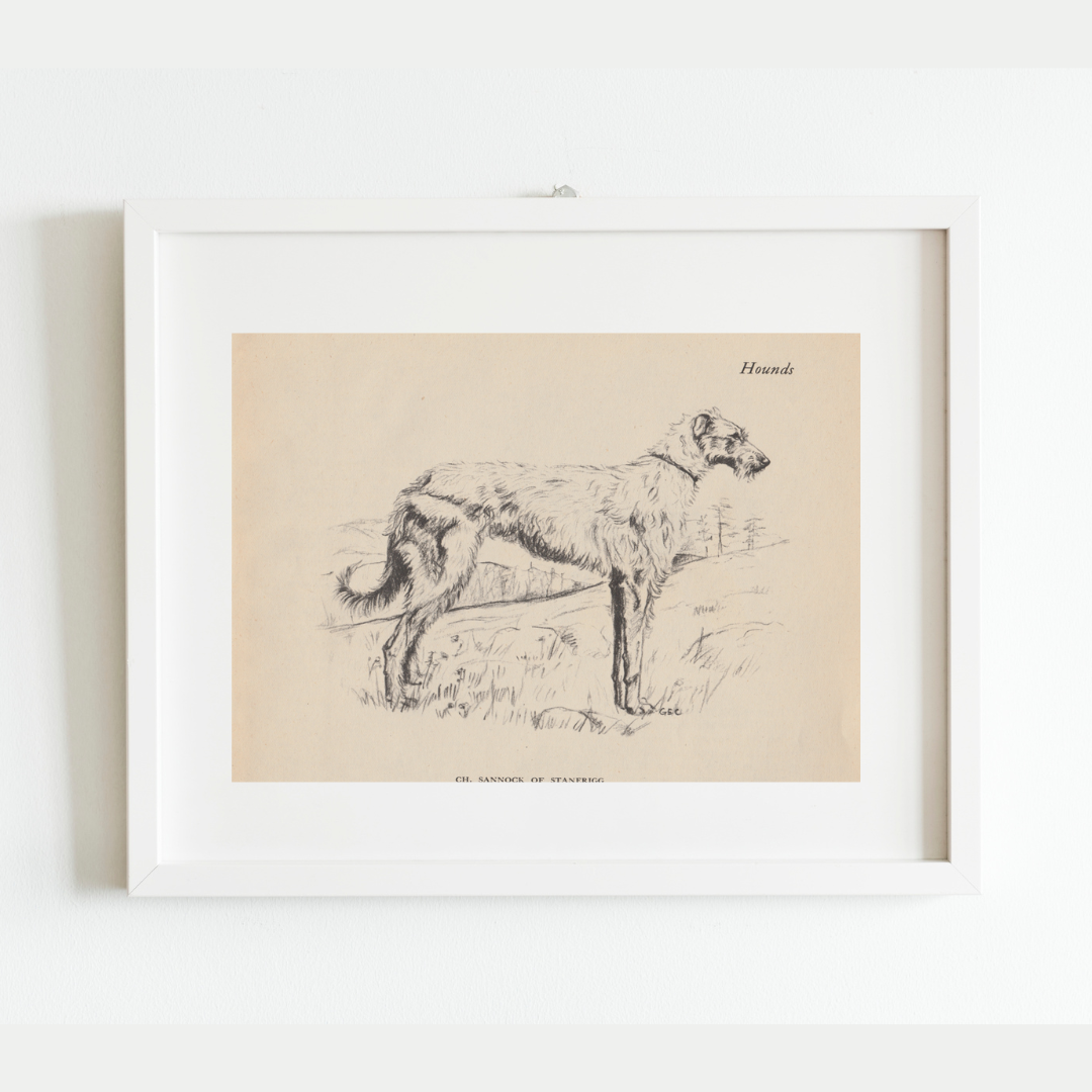 Scottish Deerhound Print: 8x10