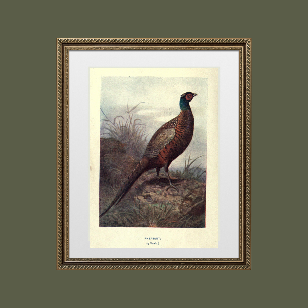 Wild Pheasant Antique Print