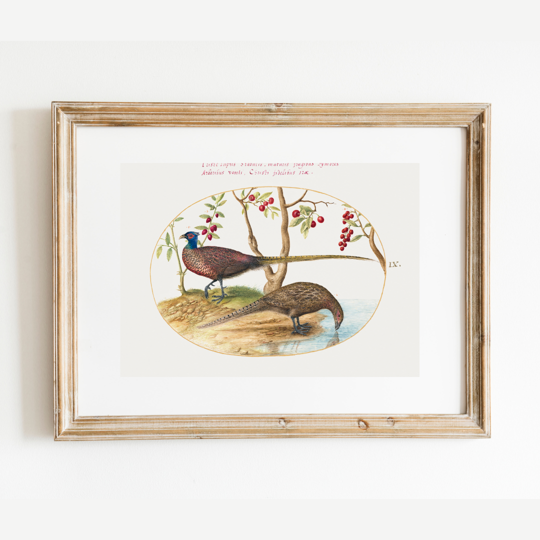 16th c. Two Pheasants with Fruiting Plants Antique Art Print