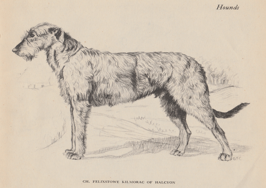 Irish Wolfhound Print: 8x10