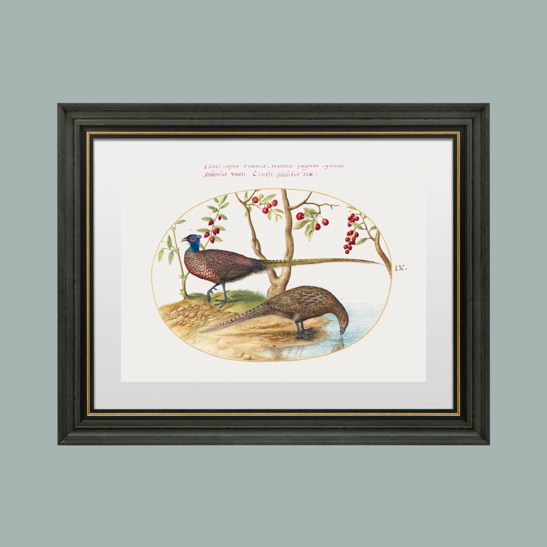 16th c. Two Pheasants with Fruiting Plants Antique Art Print