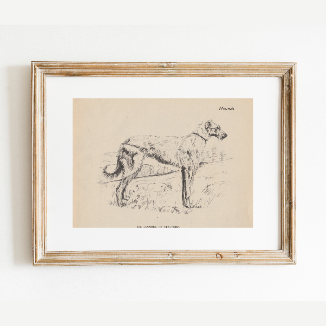 Scottish Deerhound Print: 8x10
