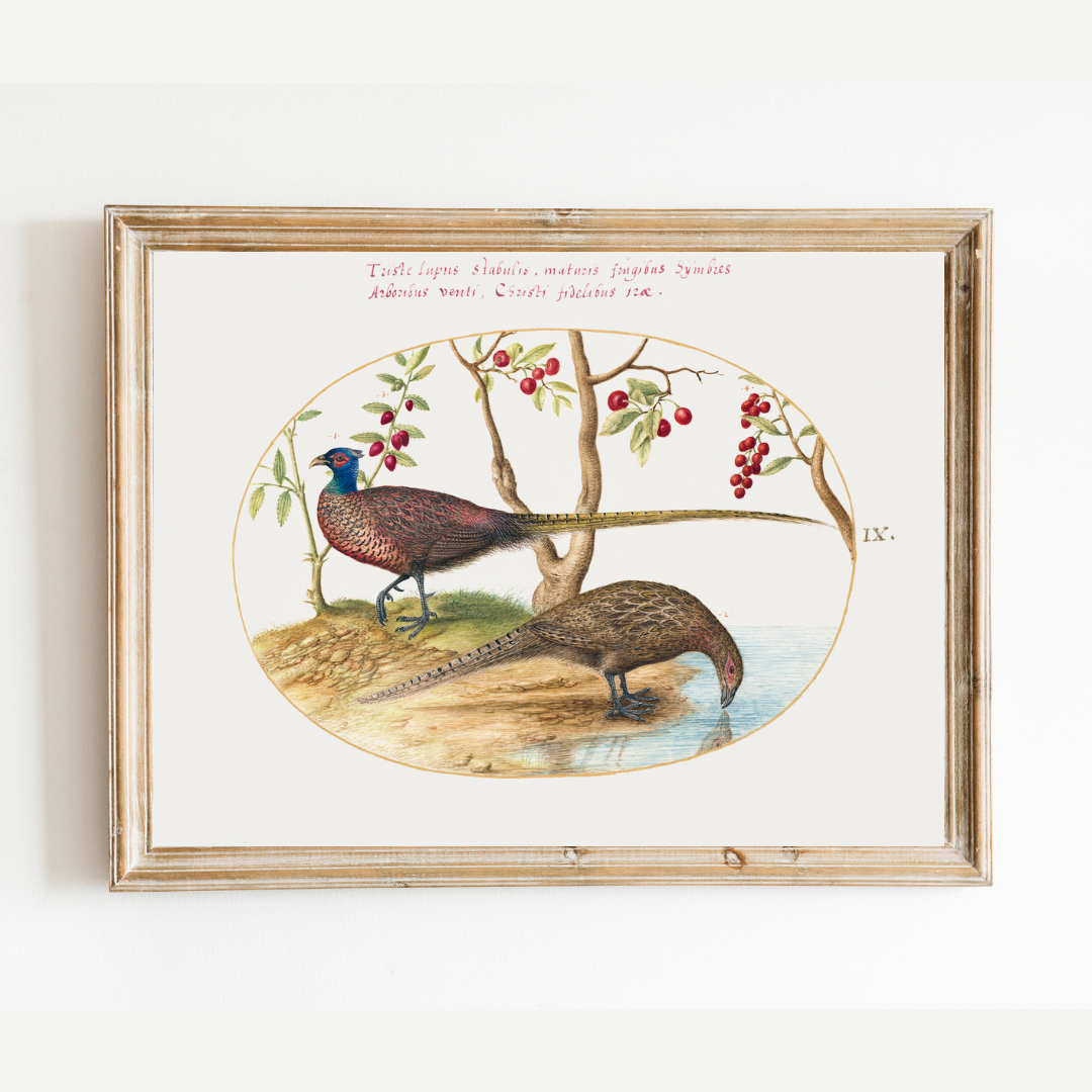 16th c. Two Pheasants with Fruiting Plants Antique Art Print