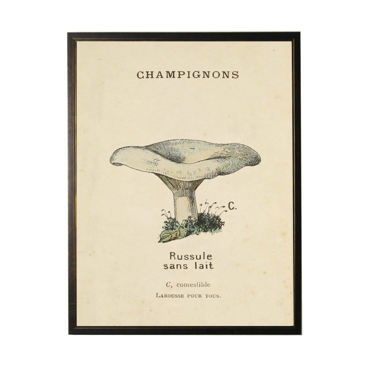 White Champignons Mushroom