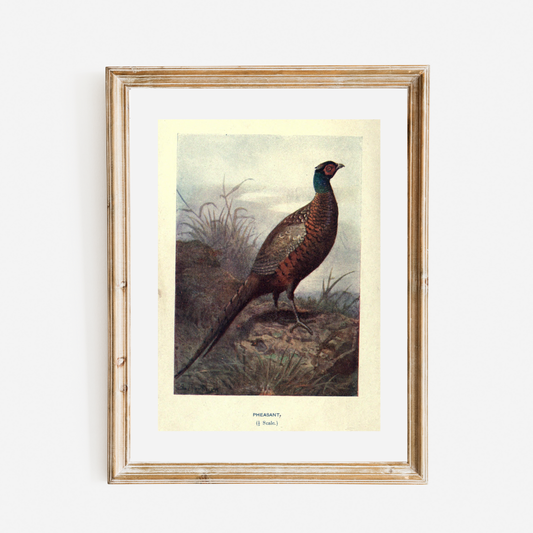 Wild Pheasant Antique Print