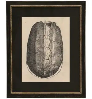 Black Matted Turtle Shell