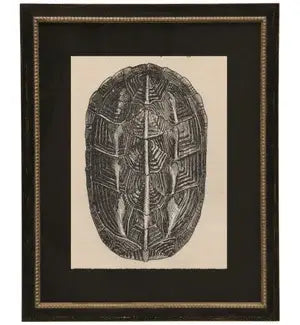 Black Matted Turtle Shell