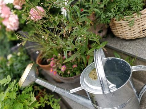 Jenny's Watering Can - Zinc