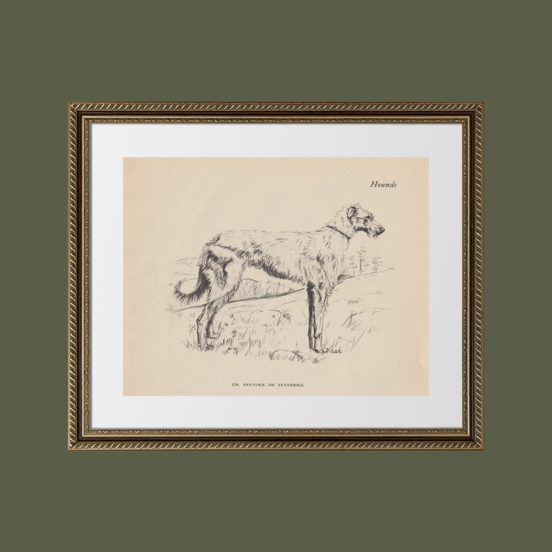 Scottish Deerhound Print: 8x10
