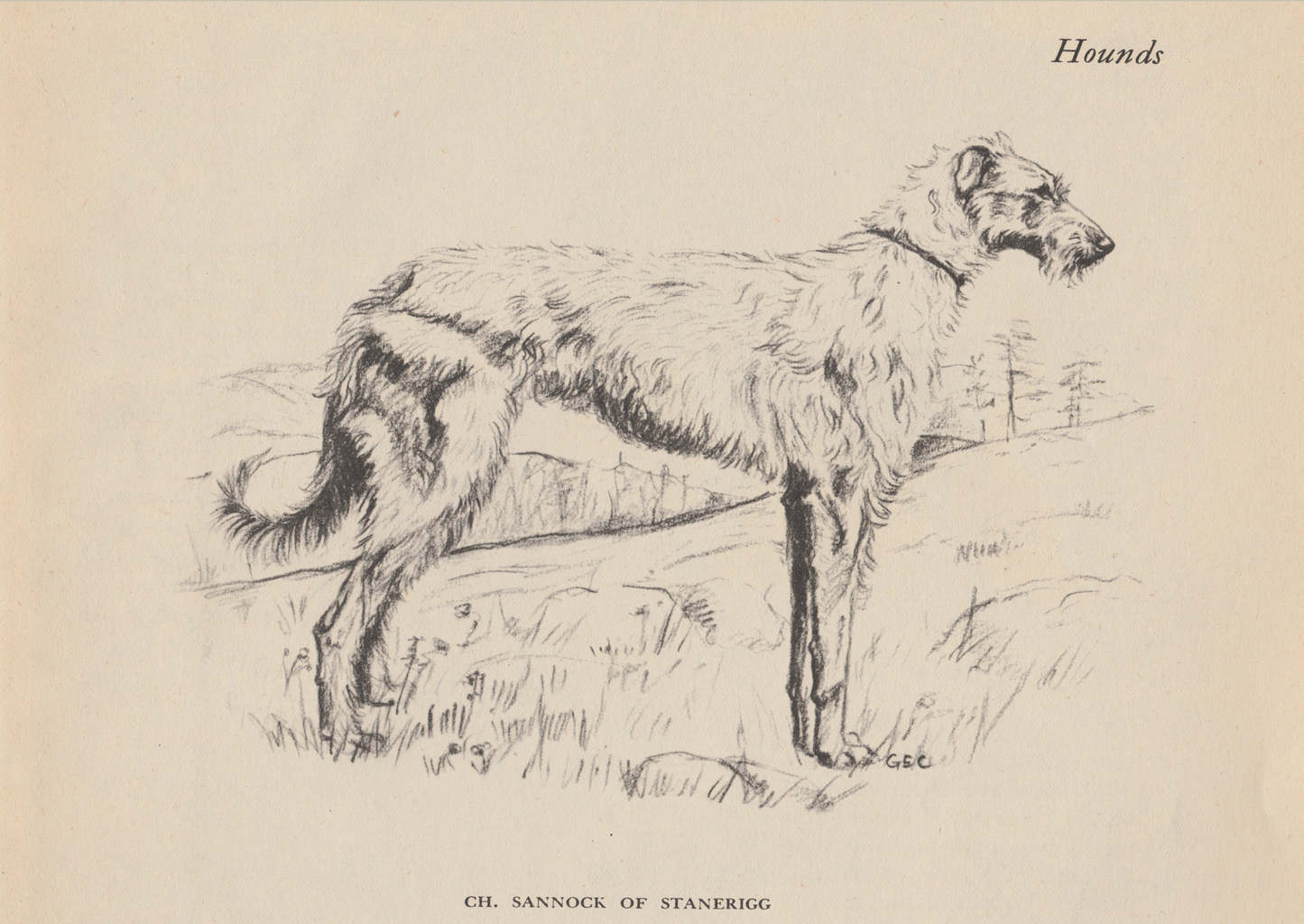 Scottish Deerhound Print: 8x10