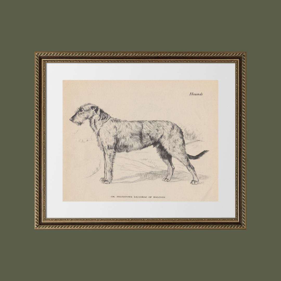 Irish Wolfhound Print: 8x10