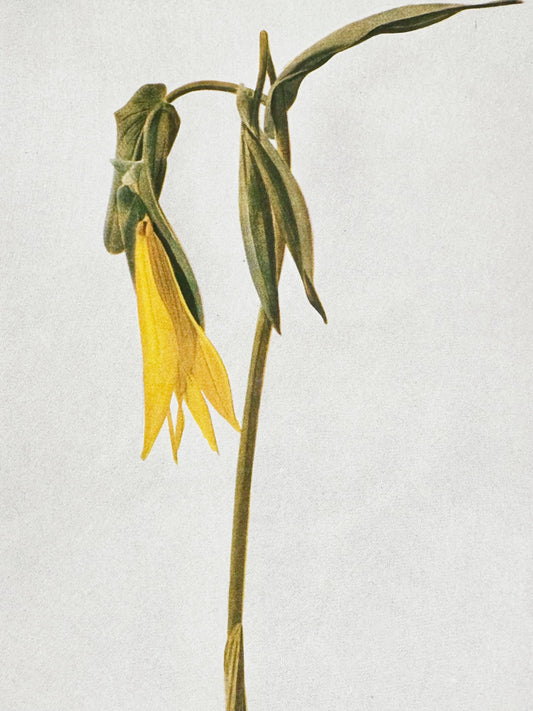 Golden Finch - Botanical Matches