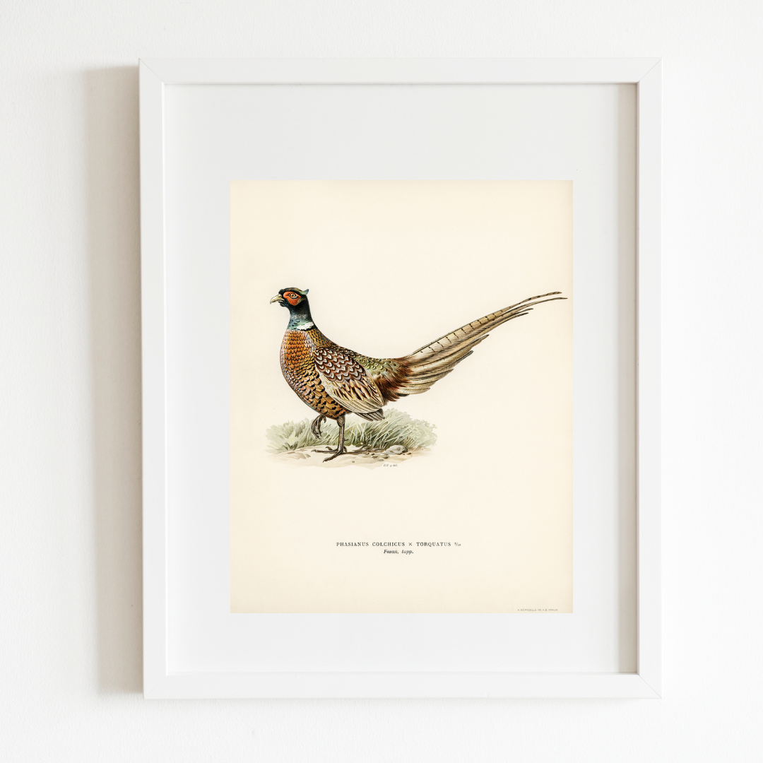 Pheasant Antique Art Print