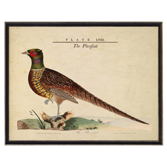Framed vintage pheasant and nest illustration: Black With Bead 1300-905 U / 10" X 8"