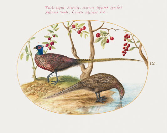 16th c. Two Pheasants with Fruiting Plants Antique Art Print