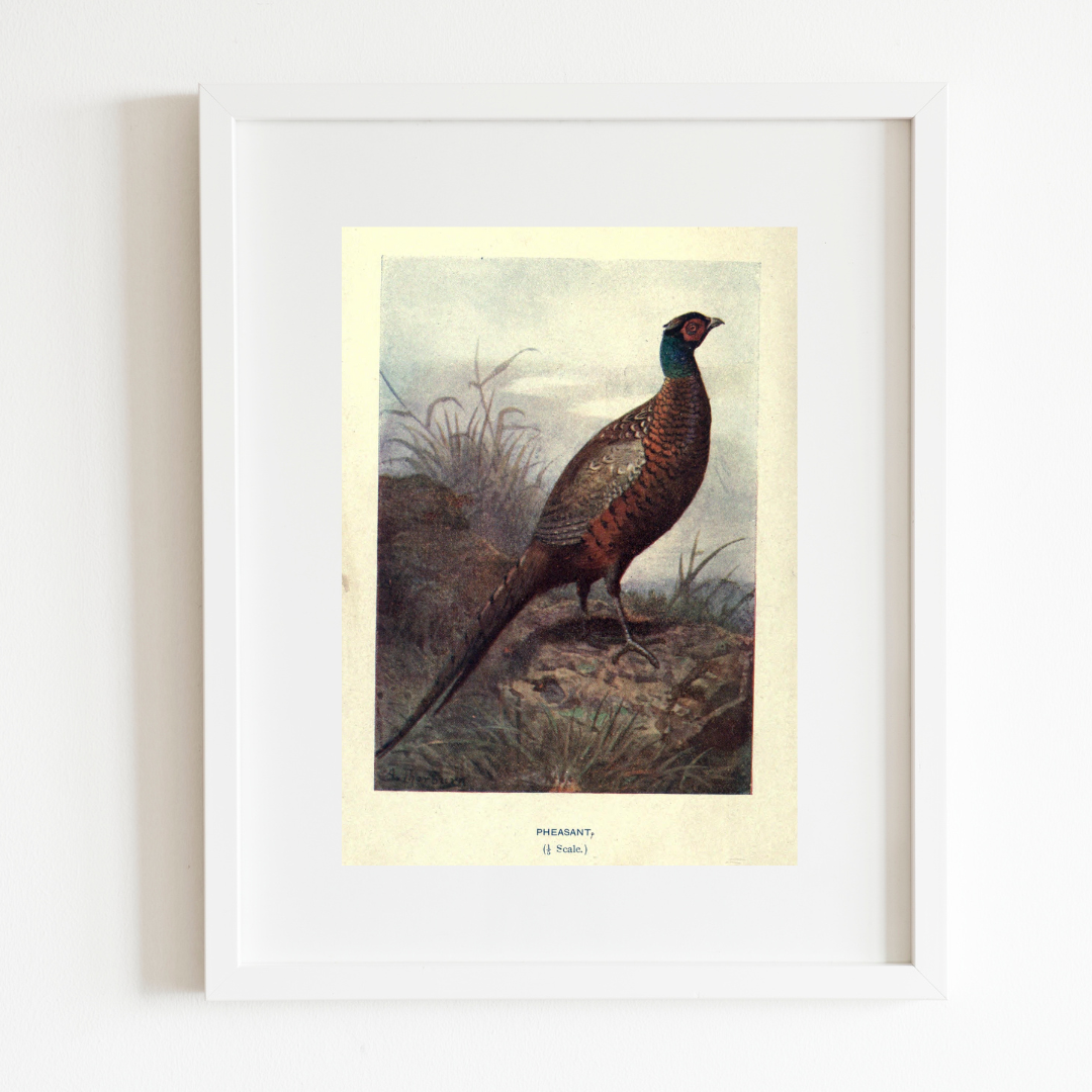 Wild Pheasant Antique Print