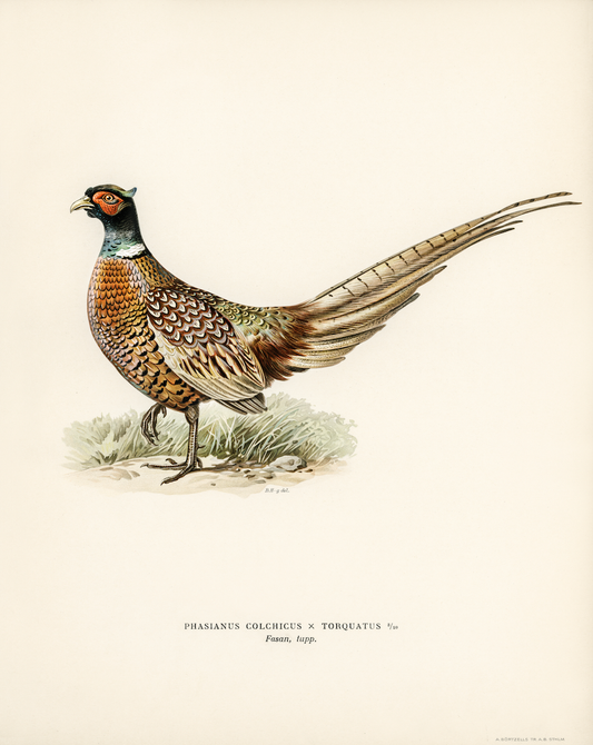 Pheasant Antique Art Print