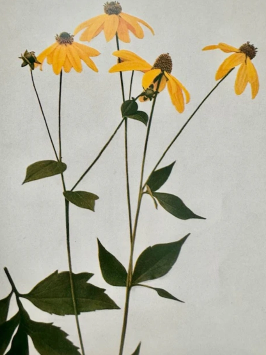 Orchard Sun Candle - Sample