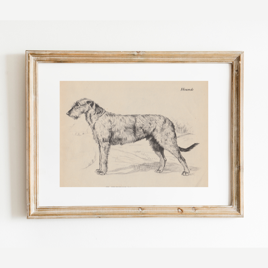 Irish Wolfhound Print: 8x10
